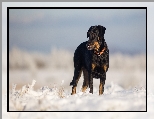 Pies, Owczarek francuski Beauceron, Śnieg